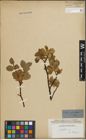 Foto von Salix hastata L.